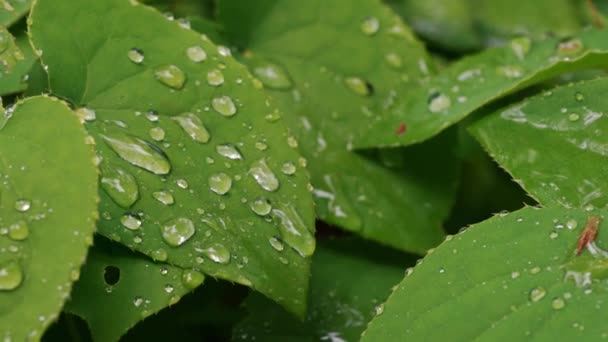 Gotas Agua Hoja — Vídeo de stock