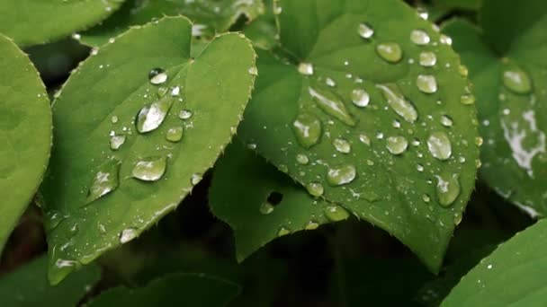 葉の上の水滴は — ストック動画
