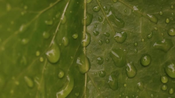 Wassertropfen Auf Dem Blatt — Stockvideo