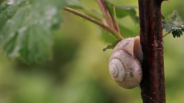 蜗牛与房子在茎黑莓 — 图库视频影像