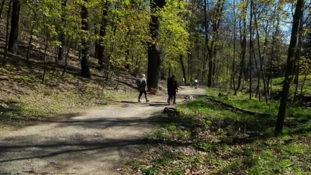 Wanderer Geht Mit Hunden Durch Den Kunraticky Wald Kunraticky Les — Stockvideo