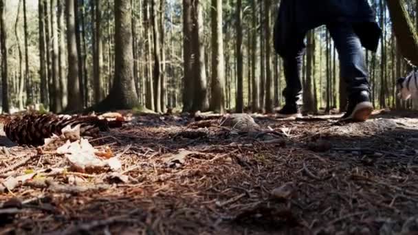 Vandrare Går Med Hundar Genom Kunraticky Forest Kunraticky Les Prag — Stockvideo
