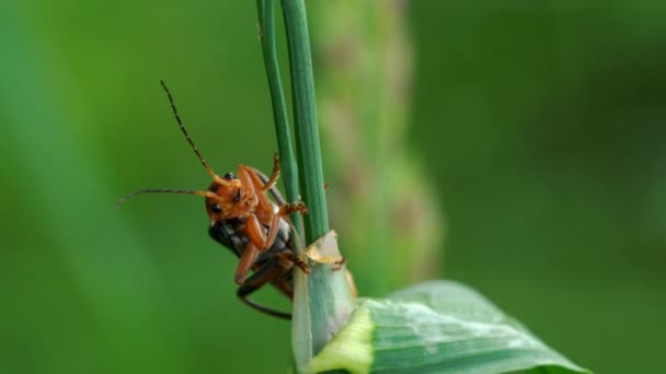 Coléoptère commun du soldat rouge (Rhagonycha fulva )
