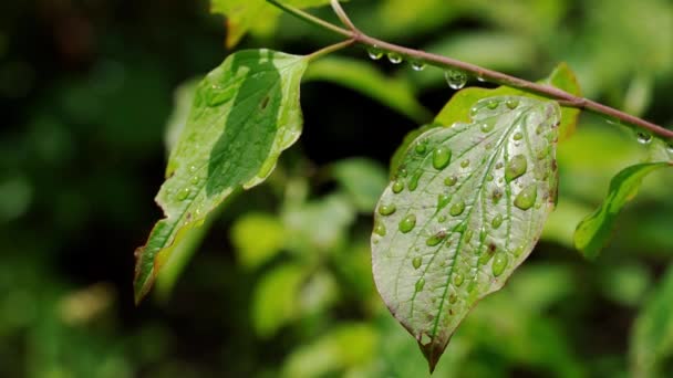 Gotas Agua Hoja — Vídeo de stock