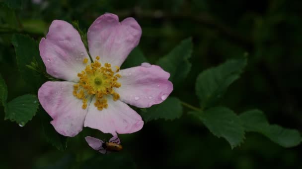 Rosa Selvagem Rosa Canina Ambiente Natural — Vídeo de Stock