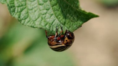 Colorado patates böceği (Leptinotarsa decemlineata)
