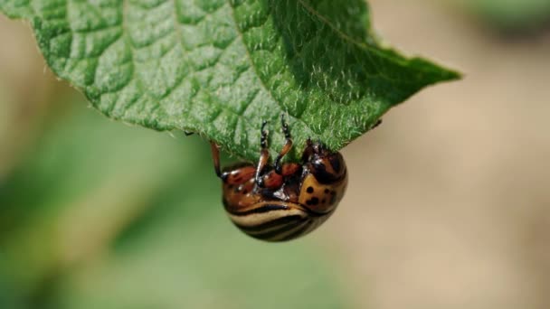 Colorado Aardappelkever Leptinotarsa Decemlineata — Stockvideo