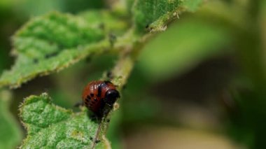 Larva Colorado Patates böceği (Bakanlıkça tavsiye)