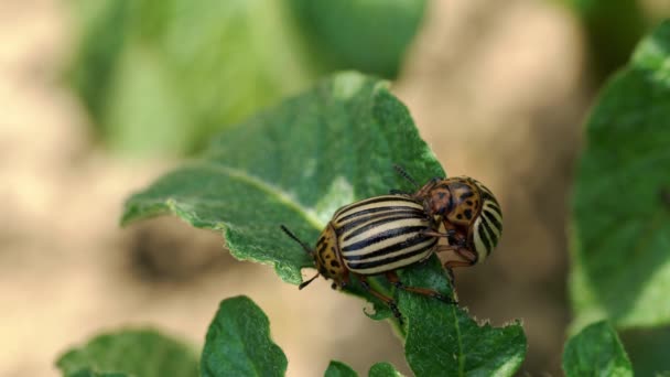 科罗拉多马铃薯甲虫 Leptinotarsa Decemlineata — 图库视频影像