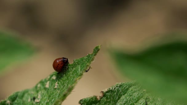 Личинки Colorado Potato Beetle Leptinotarsa Decemlineata — стоковое видео