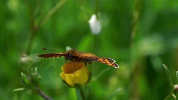 Borboleta Flor Silvestre Brisa — Vídeo de Stock