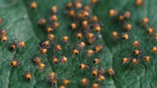 Kolonie Kleiner Gelber Spinnen — Stockvideo