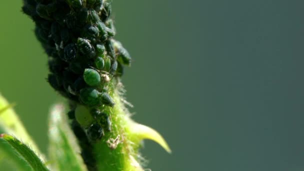 Aphids Árbol Blackberry — Vídeos de Stock