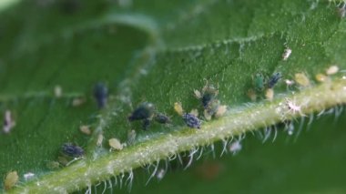 Bitki yaprağıüzerinde yaprak bitleri