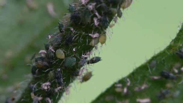 Aphids Rama Planta — Vídeos de Stock