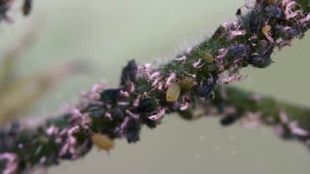 Aphids Branch Plant — Stock Video