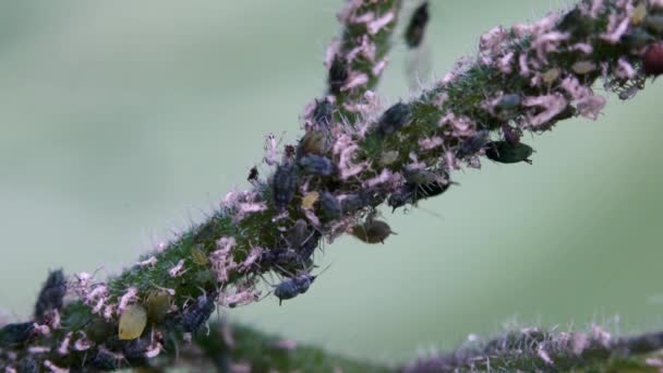 Aphids Grenen Växt — Stockvideo