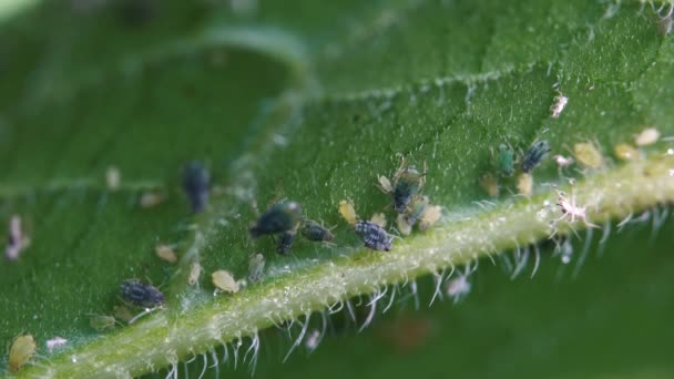 Aphids Hoja Planta — Vídeos de Stock