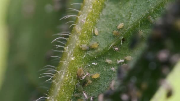 Aphids Leaf Plant — Stock Video