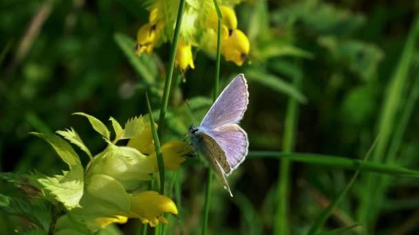 Mariposa Sobre Flor Silvestre Ambiente Natural — Vídeos de Stock