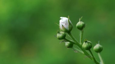 Yabani böğürtlen çiçeklenmeye başlıyor