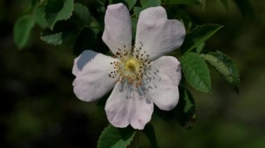 Doğal ortamda Vahşi Gül (Rosa arvensis)