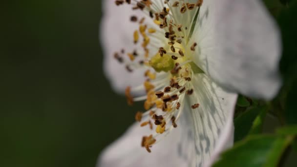 Wildrose Rosa Arvensis Natürlicher Umgebung Aus Nächster Nähe — Stockvideo