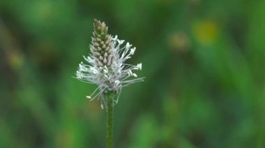Ribwort muz (dar yapraklı sinirli ot)