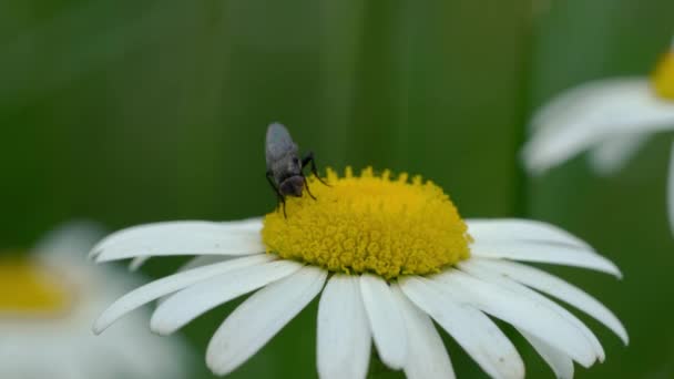 Een Vlieg Oxeye Daisy Bellis Perennis — Stockvideo