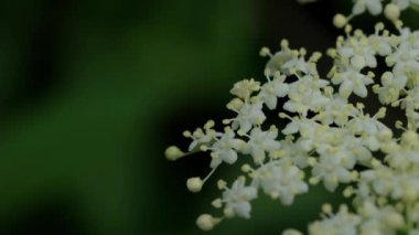 Yaşlı Çiçek (Sambucus nigra) esinti