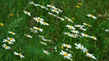 Oxeye Papatya (Bellis perennis) Rüzgarda - (4k)