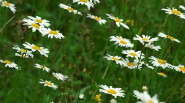 Oxeye Papatya (Bellis perennis) Rüzgarda - (4k)