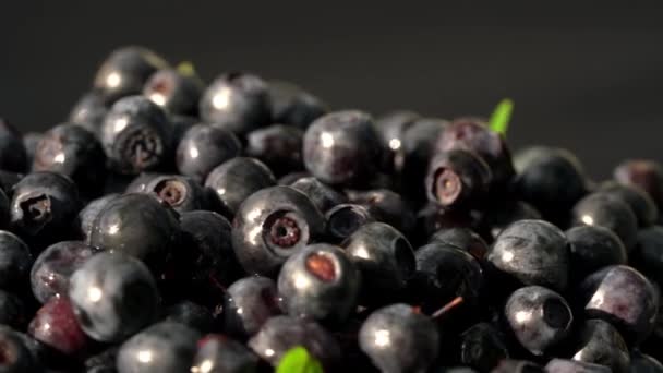 Wild Blueberries Rotation Natural Lighting — Stock Video