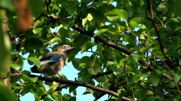 Csirke Eurázsiai Szajkó Garrulus Glandarius — Stock videók