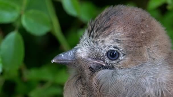 Chick Eurasiska Nötskrika Garrulus Garrulus Glandariusen — Stockvideo