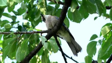 Ağaçta Avrasya Jay (Garrulus glandarius)