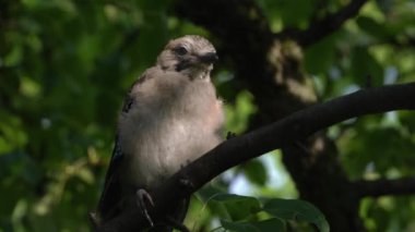 Chick Avrasya Jay (Garrulus glandarius)
