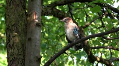 Chick Avrasya Jay (Garrulus glandarius)