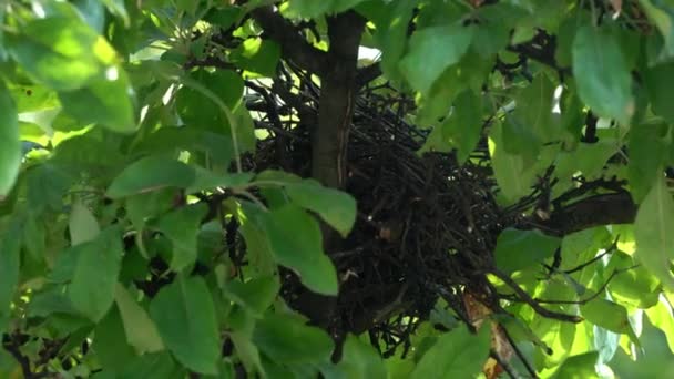 Nido Jay Eurasiatico Albero Garrulus Glandarius — Video Stock