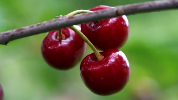 Cerejas Orgânicas Ambiente Natural — Vídeo de Stock