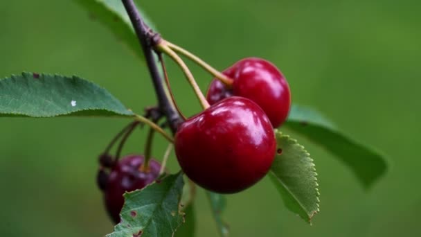 Cerezas Ecológicas Entorno Natural — Vídeo de stock