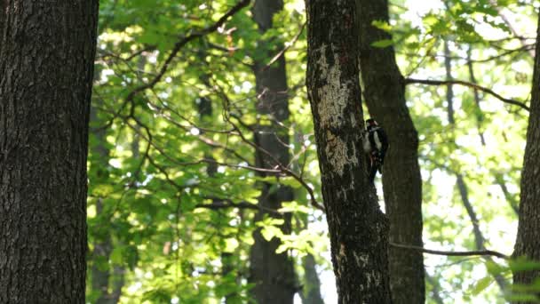 大斑点啄木鸟 Dendrocopos Major 从树干上提取甲虫幼虫 — 图库视频影像
