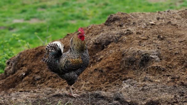 Rooster Escucha Voces Alrededor — Vídeo de stock