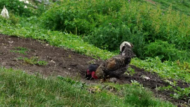 Značky Roosteru Venkovském Prostředí — Stock video