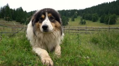 Boşnak ve Herzegovinian - Hırvat Çoban Köpeği Tornjak dağ ortamlarında yatıyor