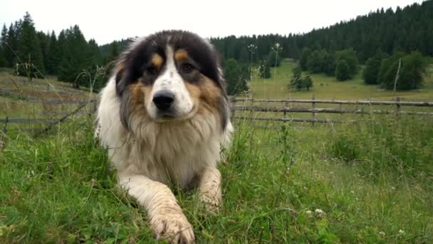 bosnian mountain dog