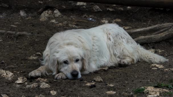 Bosnalı Herzegovinian Hırvat Çoban Köpeği Tornjak Kırsal Ortamda Dinleniyor — Stok video