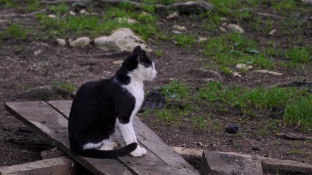 Γάτα Κάθεται Και Ακούει Στο Αγροτικό Περιβάλλον — Αρχείο Βίντεο