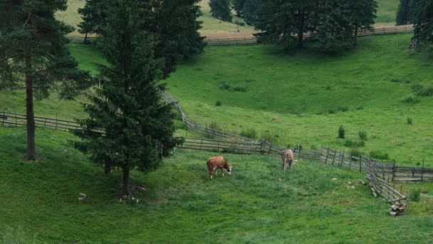 Mucche Pascolano Erba Naturale Ambiente Montano — Video Stock