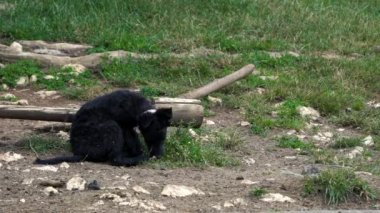 Genç Hırvat Çoban Köpeği Vraalica kırsal ortamda oyun